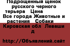 Подрощенный щенок русского черного терьера › Цена ­ 35 000 - Все города Животные и растения » Собаки   . Кировская обл.,Леваши д.